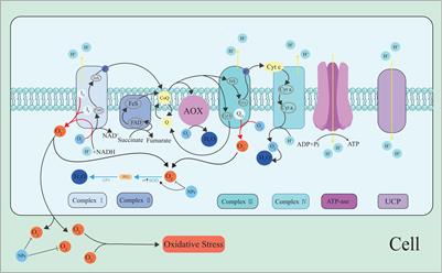 Nanobiotechnology-mediated regulation of reactive oxygen species homeostasis under heat and drought stress in plants
